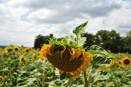 Sunflowers in a field on a background of blue sky and cloudsの写真素材