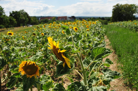 Sunflowers growing in a field in the countryside of Bavariaの写真素材