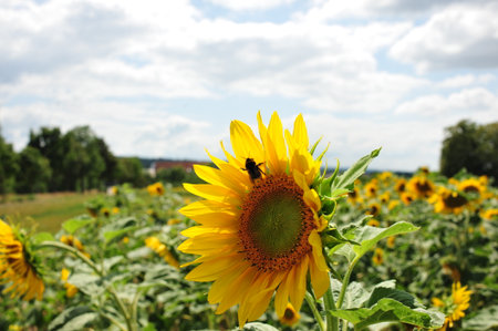 Sunflower field with bumble bee in the foreground. Summer landscapeの写真素材