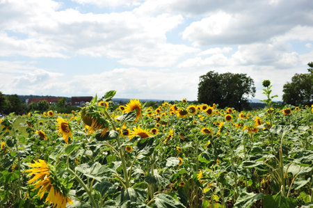 Field of sunflowers on a background of blue sky with cloudsの写真素材