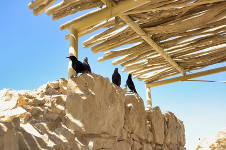 Israel Stone Walls and Black Birds