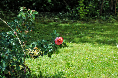 A river bordered by buildings reflects a yellow house with a red roof and an arched structure. A bridge and tree at the center complete the scenic view.の写真素材