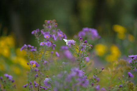 A white butterfly population in flowers and a thick green background behind.