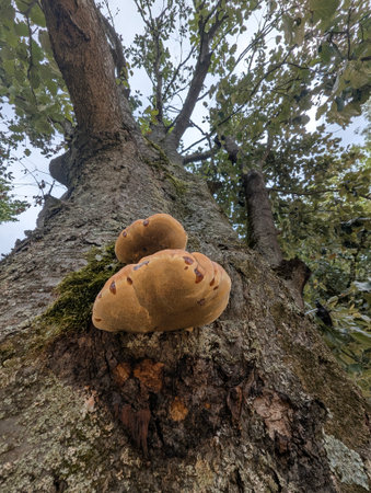 Bracket Fungus On Oak Trunk CloseUp, Golden Polypore Shelf Growing From Weathered Bark, Surrounding...