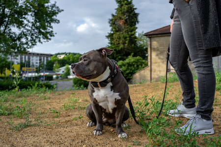 Pforzheim Germany Mai 15, 2018  Pitbull On Leash Beside Owner, Sitting On Dry Grass Near Suburban Walkway, Patient Expression, Owner In Jeans And Sneakers, Calm Urban Aのeditorial素材