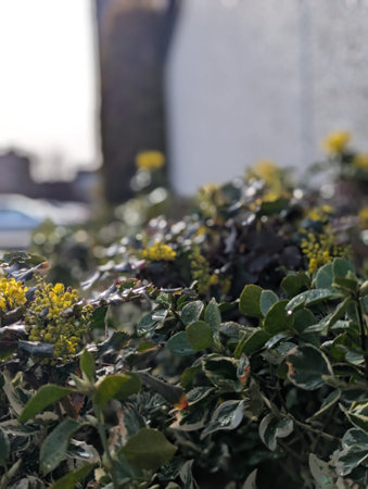 Vivid Leaves With Blurred Background. Closeup Of Multicolored Leaves And Gentle Bokeh Effect. Detailed Shot Of Variegated Foliage With Soft Urban Backdrop And Light Effectsの写真素材