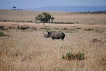 White rhino in african savannahの写真素材
