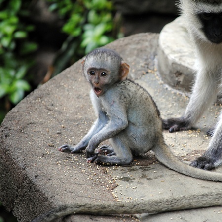 Surprised, astonished baby monkey in Masai Mara (Kenia)の写真素材