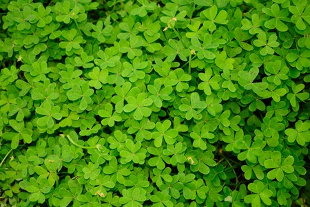 Heart shape leaves (with red tint gets really romantic)の写真素材