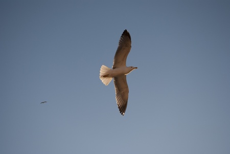 Gull with opened wings flying at duskの写真素材