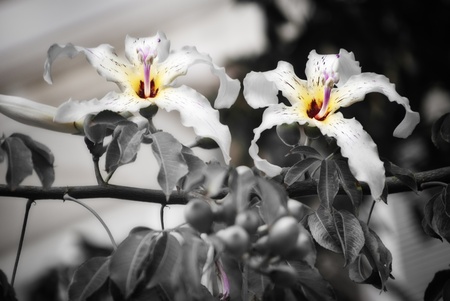 Couple of identical, beauty flowers, chorisia speciosaの写真素材