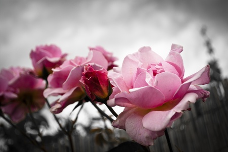 Pink roses in a stormy day with grey skyの写真素材