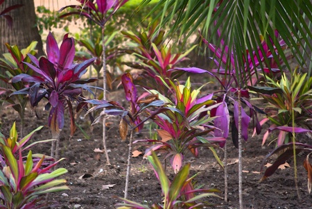 Painting of rainbow color growing plantsの写真素材