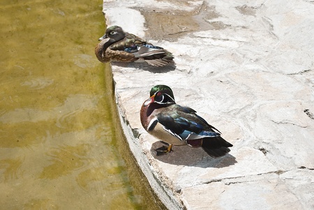 Chinese coloured duck near water pond in a parkの写真素材