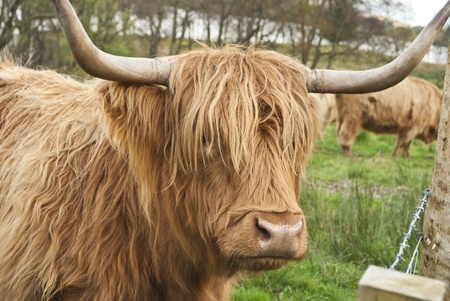 Highland cow in a Scottish lake in autumnの写真素材