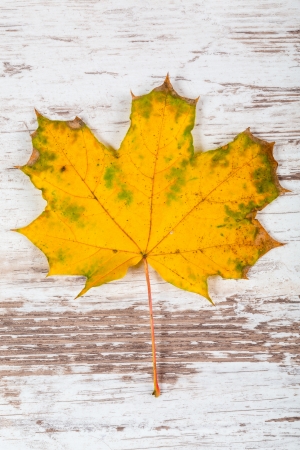 An autumn leafの写真素材