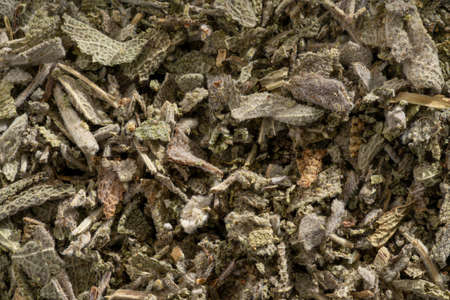 Detailed and large close up shot of sage tea.の写真素材