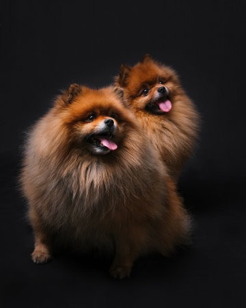 Two Pomeranian Spitz dogs on black background, studio shotの写真素材