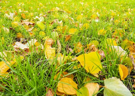 Autumn maple leaves on green grass. Background image.の写真素材