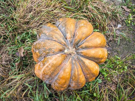 Orange pumpkin on the grass. Harvest. Place for text. Background image.の写真素材