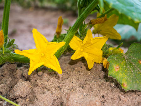 Yellow flowers of a blossoming cucumber on a farm field bed. Agricultural crop. Harvesting. Summer day. Vitamin salad. Background image. Template with place for text. Poster.の写真素材