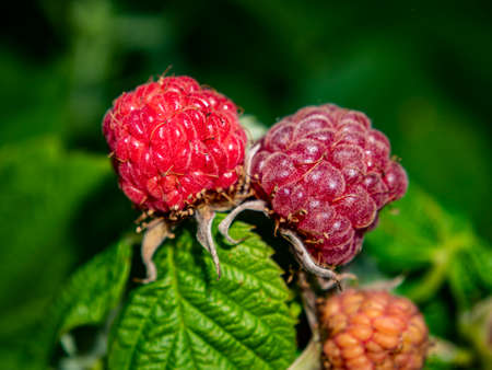 Ripe berry of red raspberries on a background of green leaves. Food photo. Fruits. Harvesting....