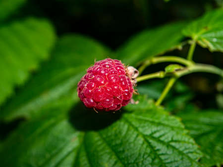 Ripe berry of red raspberries on a background of green leaves. Food photo. Fruits. Harvesting. Agriculture. Farming. Shop window. Poster. Place for text. Template. Background image.の写真素材