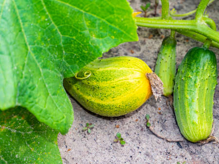 Harvest vegetables cucumber in the garden bed of the farmer's field. Agriculture. Agriculture. Advertising of a shop window of a grocery store. Place for your text. Poster. Food photo. Harvesting.の写真素材