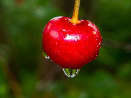 Red cherry fruit berry with rain water drops. Orchard. Gardening. Summer season. Place for text....