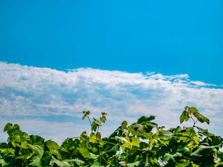 Grapevine against a background of blue sky with clouds. Agriculture. Farm. Growing grapes. Cloudy landscape. Background image. Place for text. Template. Poster.の写真素材