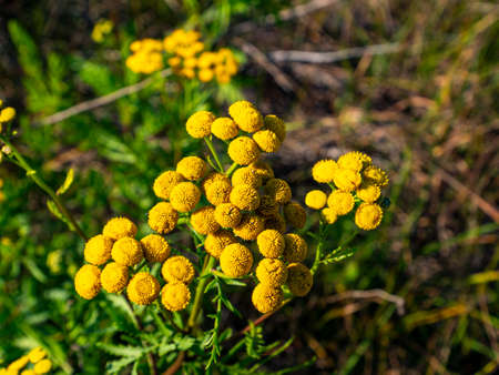 A bouquet of blooming yellow wildflowers with green leaves. Blooming flowers. Clear summer day. Meadow plants. Background image. Place for your text.の写真素材