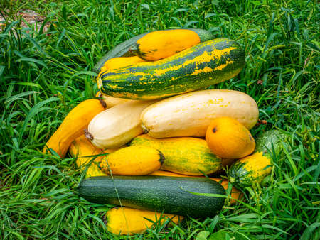 The harvested vegetable marrow lies on the green grass. Harvesting zucchini. Vegetable. Agriculture....