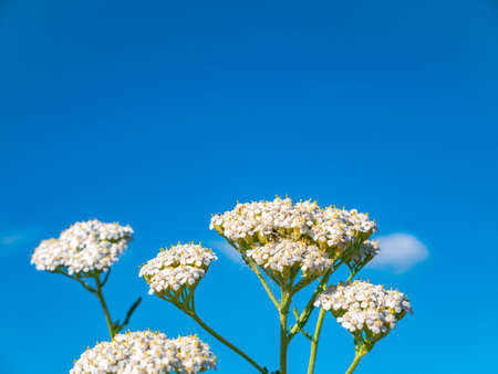 White wildflowers against the blue sky. Blooming flowers. Clear summer day. Natural landscape. Background image Place for text.の写真素材