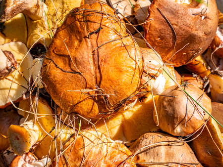 Harvested forest edible mushroom oily. Forest food. Forest mushroom oily picking season. Natural background. Background image.の写真素材
