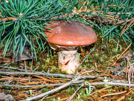 Edible oily mushroom in a pine forest. Harvesting of oily mushroom. Forest food. Pine tree needles....