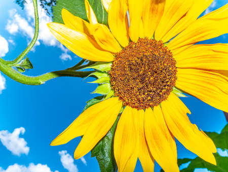 Blooming sunflower against the blue sky with clouds. Yellow sunflower flower. White clouds in the sky. Agriculture. Summer sunny day. Background image. Place for your text. Poster.の写真素材
