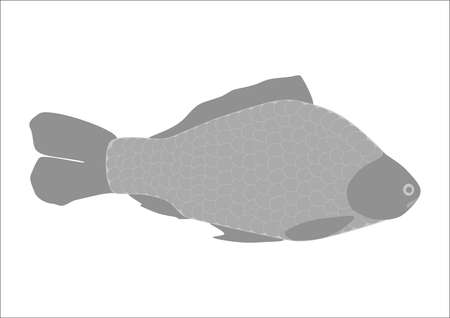 Freshwater fish carp in a shop window. Breeding carp on the farm. Fish menu. Food. Poster. Label.のイラスト素材