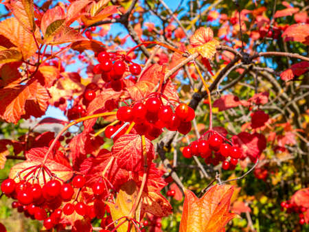 Red viburnum against the blue sky in autumn. Harvest the fruits of the red viburnum. Red autumn...