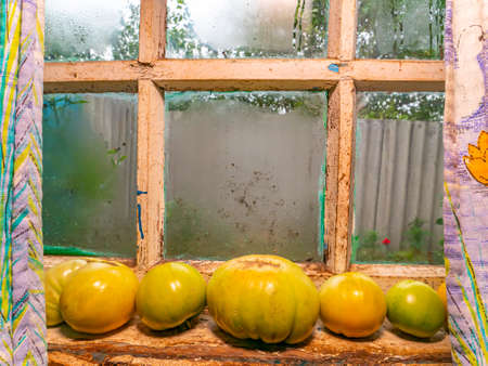Harvest green tomato vegetables on the windowsill. Harvesting green tomatoes. Storage of vegetables. Food photo. Cooking food. Home kitchen. Background image. Place for your text.の写真素材