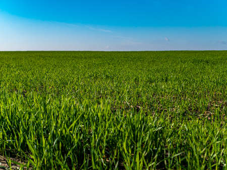 Green agricultural field of winter crops against the blue sky. Farm field of winter crops. Agriculture. Farming. Blue sky. Sunny day. Horizon. Natural landscape. Background image. Place for text.の写真素材
