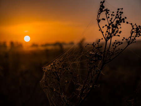 Meadow plant with cobwebs in the rays of the rising sun.の写真素材