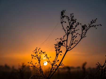 Meadow plant with cobwebs in the rays of the rising sun.