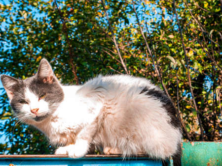 A white cat with gray ears looks into the lens.の写真素材