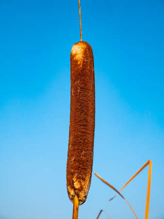 Reed aquatic plant on a background of blue sky. Water reed against the blue sky. Reed plant on the shore of a reservoir. River reeds. Natural background. Fisherman's place. Hunter's place.の写真素材