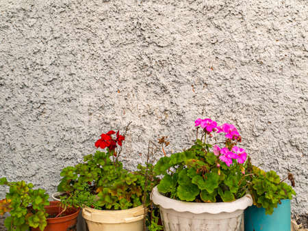 Vases of pink flowers in plastic pots on a wall background. Vases of red flowers in plastic pots. Cement wall of the building. Building concrete wall. Home decor. Floriculture. Place for your text.の写真素材