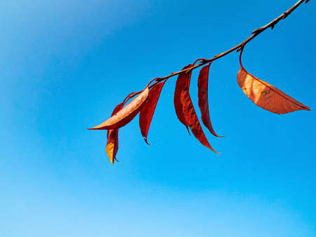 Red autumn leaves against the blue sky. Cherry fruit tree leaves. Autumn season. Blue sky. Clear...