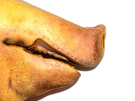 Pig meat head on a white background.