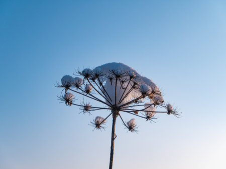 Meadow flower in the snow in winter against the blue sky.の写真素材