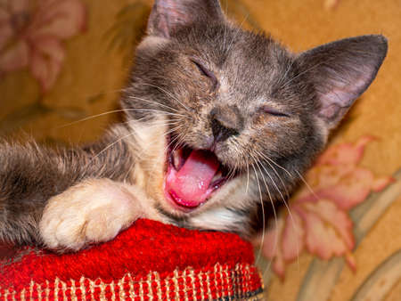 Gray with white spots laughing cat pet. Yawning kitten. Kitten laugh. Domestic cat. Pets. Animal ears. Predators mouth. Animal world. The grin of a predator. Zoology. Background image.の写真素材