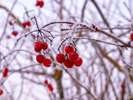 Branches of red viburnum with berries are covered with frosty frost in winter. Red viburnum. Winter season. Frosty weather. Cold climates. Sunlight. Snowy landscape. Background image.の写真素材